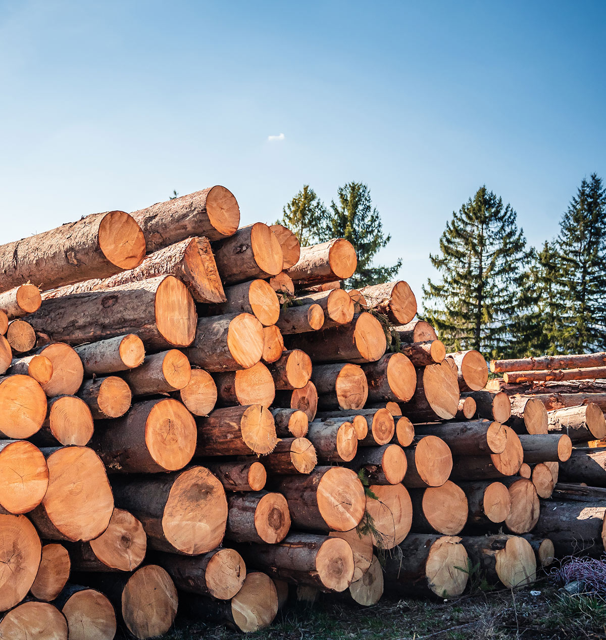 sustainably cut wood logs